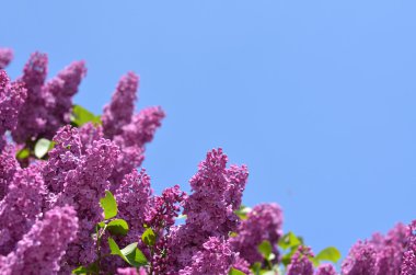 Parlak mavi gökyüzü karşı mor leylak