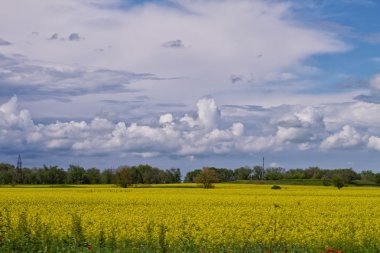 Çiçekli buğday alan ve kabarık bulutlar ile manzara