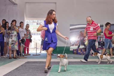 Bir tilki korkunç bir dürtmek halka etrafında yapıyor ile üst düzey köpek 