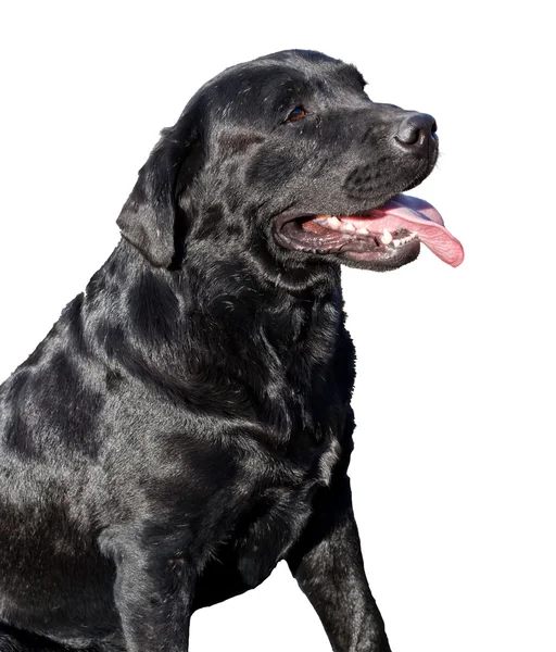 Fotos de Labrador preto cão closeup com a boca aberta — Fotografia de Stock