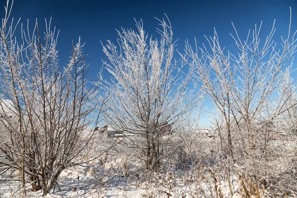 Small Trees Covered Frost Frost — Stock Photo, Image