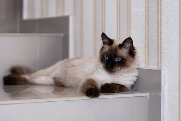 Beautiful Young Siamese Domestic Cat Blue Eyes Lying Floor — Stock Photo, Image