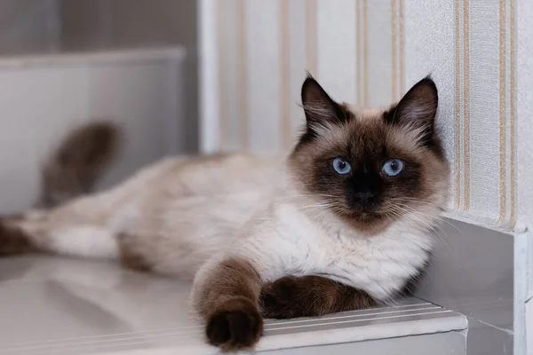 Hermoso Joven Gato Doméstico Siamés Con Ojos Azules Yace Suelo —  Fotos de Stock