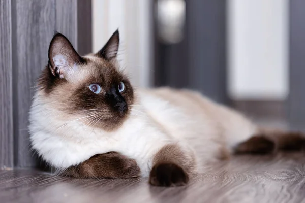 Hermoso Joven Gato Doméstico Siamés Con Ojos Azules Yace Suelo —  Fotos de Stock