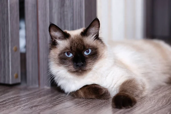 Hermoso Joven Gato Doméstico Siamés Con Ojos Azules Yace Suelo —  Fotos de Stock