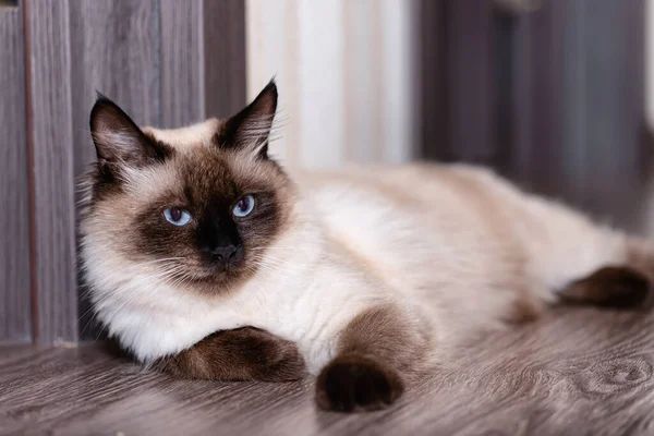 Hermoso Joven Gato Doméstico Siamés Con Ojos Azules Yace Suelo —  Fotos de Stock