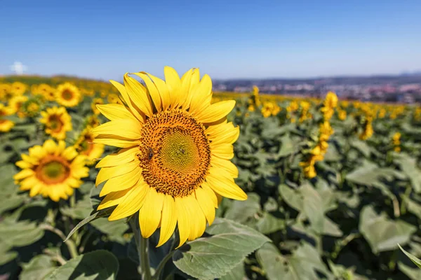 Ett Stort Fält Solrosor Pollineras Honungsbin — Stockfoto