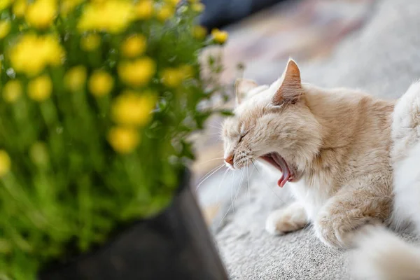 Een Grote Huiselijke Rode Kat Gaapt Wijd Zijd Tuin Van — Stockfoto