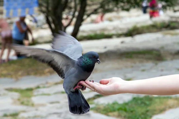 Pigeon in the Park — Stock Photo, Image