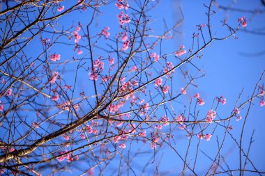 Mavi gökyüzü arka planında pembe kiraz çiçeği.