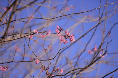 Mavi gökyüzü arka planında pembe kiraz çiçeği.
