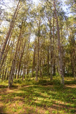 Sabahın doğuşu Tayland ormanlarındaki çam ağaçlarının tepesinde