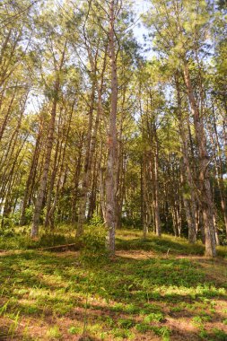 Sabahın doğuşu Tayland ormanlarındaki çam ağaçlarının tepesinde