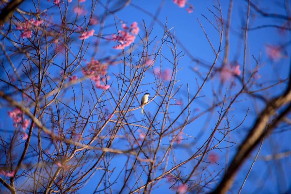 Fleur Cerisier Rose Sur Fond Bleu Ciel — Photo
