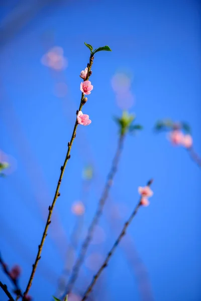 Fleur Cerisier Rose Sur Fond Bleu Ciel — Photo
