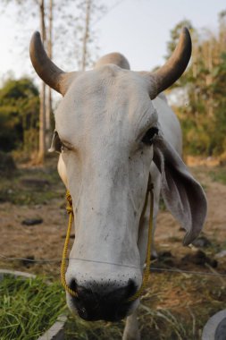 İneğin yüzü, sevimli ve dostane bir ifade..