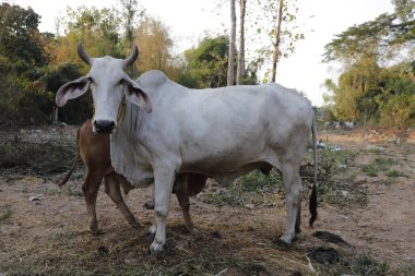 Anne ve çocuk inekler birlikte..