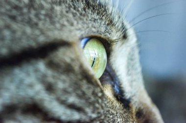 Gri dişi kedinin gözünü kapat.