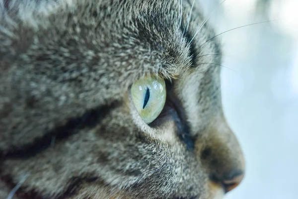 Detailní Záběr Šedého Kočičího Oka — Stock fotografie