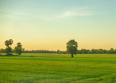 Ağaçlı alan, gökyüzü ve güneş ışığı arka planı.