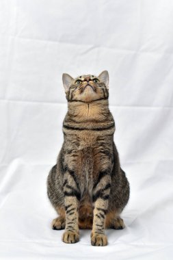 Beyaz sahneli tuhaf poz kedisi, uskumru kedi..