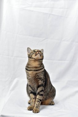 Beyaz sahneli tuhaf poz kedisi, uskumru kedi..