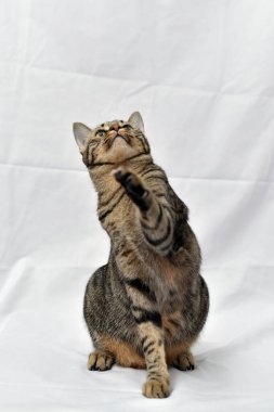 Beyaz sahneli tuhaf poz kedisi, uskumru kedi..