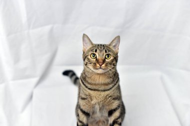 Beyaz sahneli tuhaf poz kedisi, uskumru kedi..