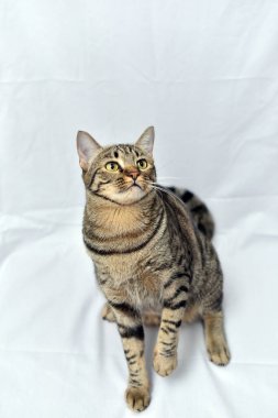 Beyaz sahneli tuhaf poz kedisi, uskumru kedi..