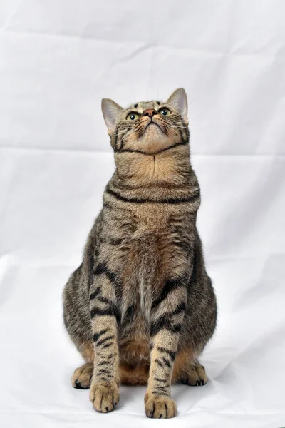Zvláštní Póza Kočka Bílou Scénou Makrela Kočka — Stock fotografie