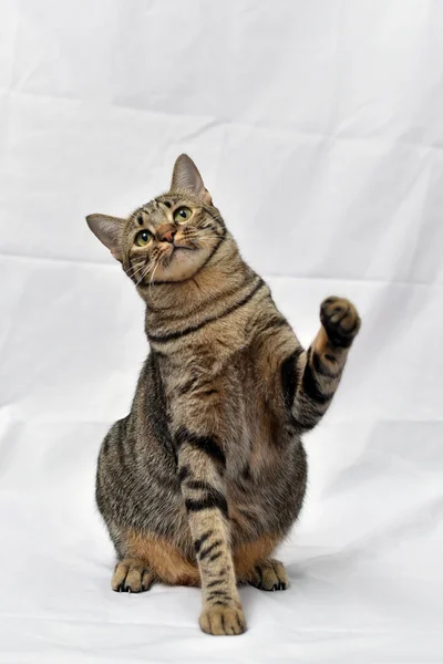 Neugierige Pose Katze Mit Weißer Szene Makrele Katze — Stockfoto