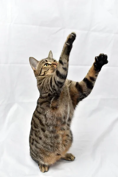 Nieuwsgierige Pose Kat Met Witte Scene Makreel Kat — Stockfoto