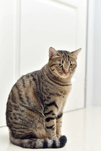 Beyaz sahneli tuhaf poz kedisi, uskumru kedi..