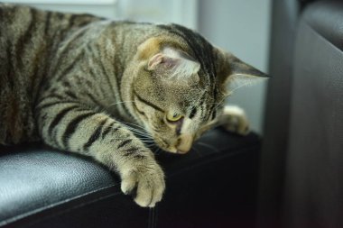 Beyaz sahneli tuhaf poz kedisi, Tekir kedisi.