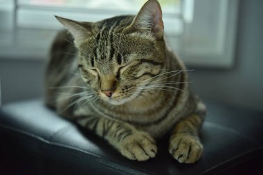 Tekir kedi gözleri kapalı oturuyor.