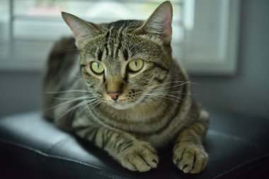 Beyaz sahneli tuhaf poz kedisi, Tekir kedisi.