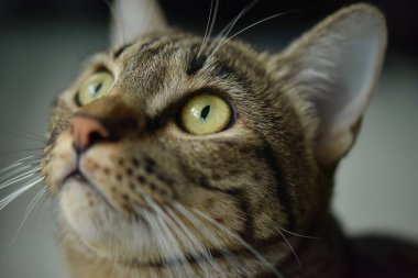 Beyaz sahneli tuhaf poz kedisi, Tekir kedisi.