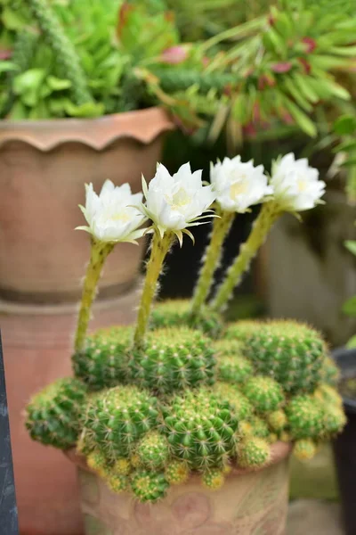 Cactus Fleur Vert Tige Fleurs Blanches — Photo