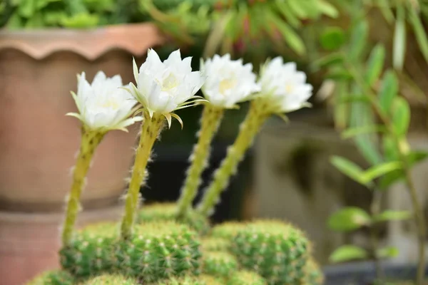 Cactus Fleur Vert Tige Fleurs Blanches — Photo