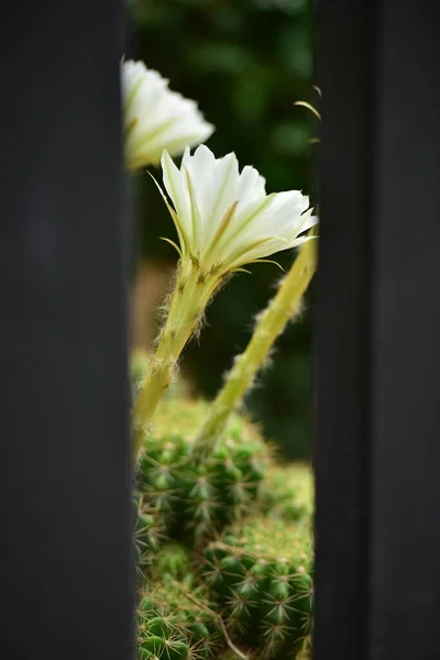 Cactus Floare Verde Tulpină Flori Albe — Fotografie, imagine de stoc