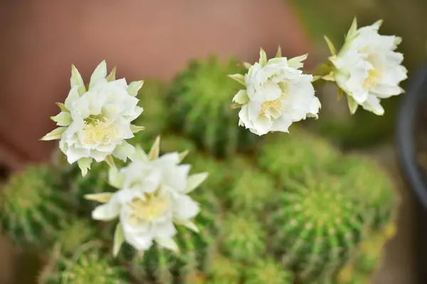 Cactus Fleur Vert Tige Fleurs Blanches — Photo