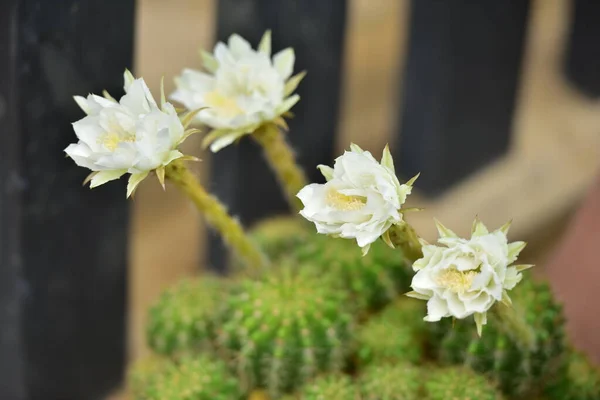 Cactus Fleur Vert Tige Fleurs Blanches — Photo