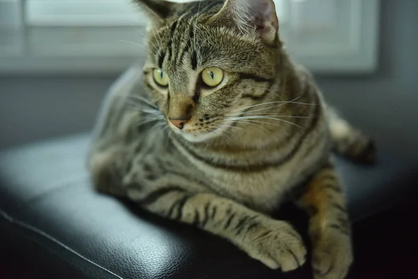 Kíváncsi Póz Macska Val Fehér Jelenet Tabby Macska — Stock Fotó