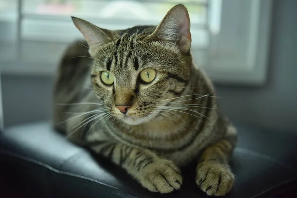 Kíváncsi Póz Macska Val Fehér Jelenet Tabby Macska — Stock Fotó