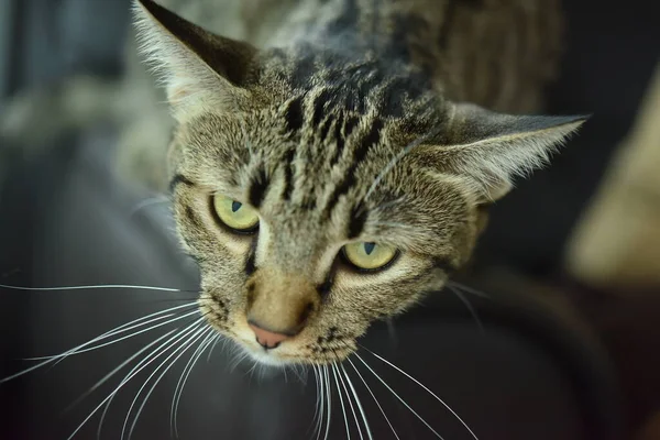 Kíváncsi Póz Macska Val Fehér Jelenet Tabby Macska — Stock Fotó