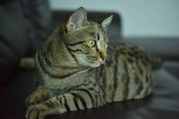 Gato Pose Curioso Con Escena Blanca Gato Tabby —  Fotos de Stock