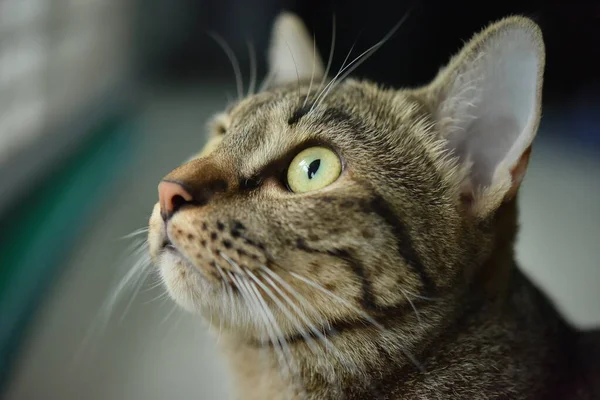 Kíváncsi Póz Macska Val Fehér Jelenet Tabby Macska — Stock Fotó