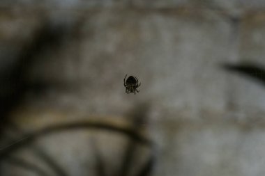 Örümcek doğada ve ağda