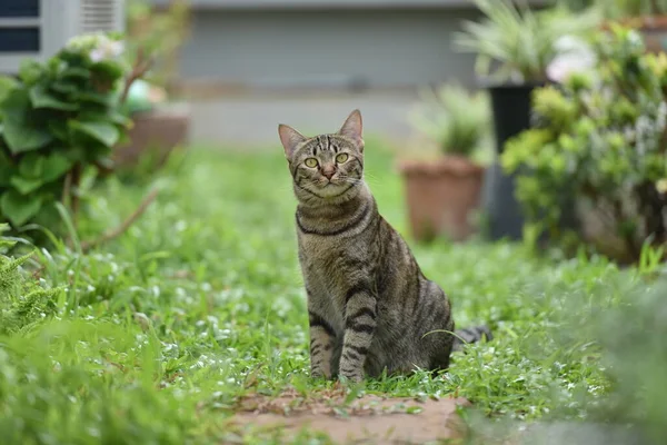 Tabby Gato Sentado Com Cena Natureza Verde — Fotografia de Stock