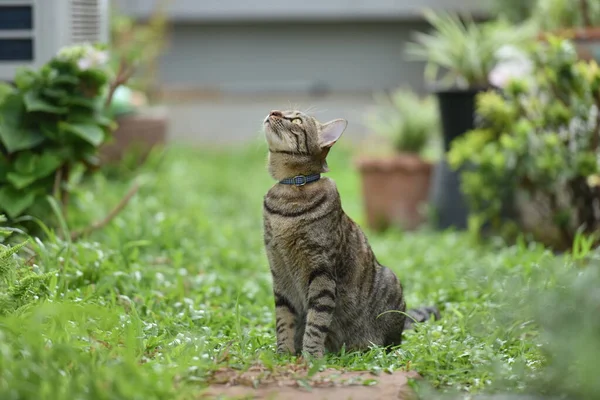 Tabby Gato Sentado Com Cena Natureza Verde — Fotografia de Stock